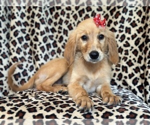 Golden Retriever Dog for Adoption in LAKELAND, Florida USA