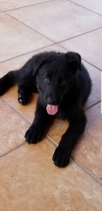 German Shepherd Dog Puppy for sale in HIALEAH, FL, USA