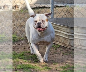 Mother of the American Bulldog puppies born on 12/01/2022