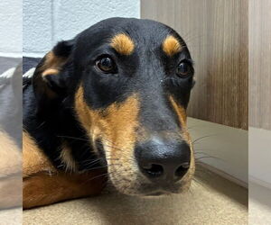 Labrottie Dogs for adoption in Rockaway, NJ, USA
