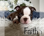 Puppy Faith Boston Terrier
