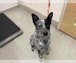 Small Mutt