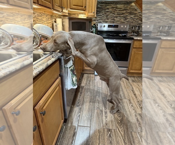 Medium Photo #2 Weimaraner Puppy For Sale in ELKTON, KY, USA