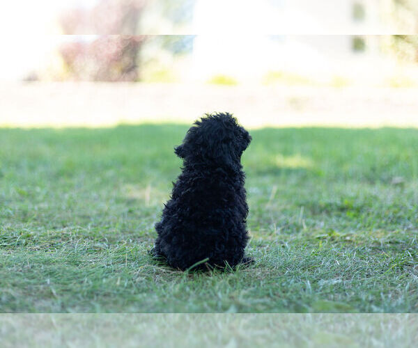 Medium Photo #6 Poodle (Miniature) Puppy For Sale in WARSAW, IN, USA
