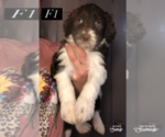 Small Photo #5 Aussiedoodle Puppy For Sale in BEDFORD, VA, USA