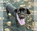 Small #2 Cocker Spaniel