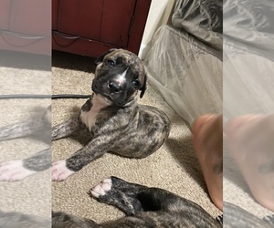 American Pit Bull Terrier-Cane Corso Mix Puppy for sale in WASHINGTON, DC, USA
