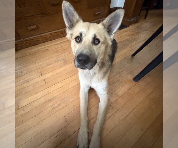 Medium Photo #4 German Shepherd Dog-Unknown Mix Puppy For Sale in Minneapolis, MN, USA