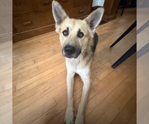 Chase - Male German Shepherd Dog-Unknown Mix Dog for Adoption - Photo #4