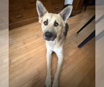 Small Photo #4 German Shepherd Dog-Unknown Mix Puppy For Sale in Minneapolis, MN, USA