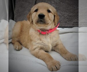 Golden Retriever Puppy for sale in LUBLIN, WI, USA