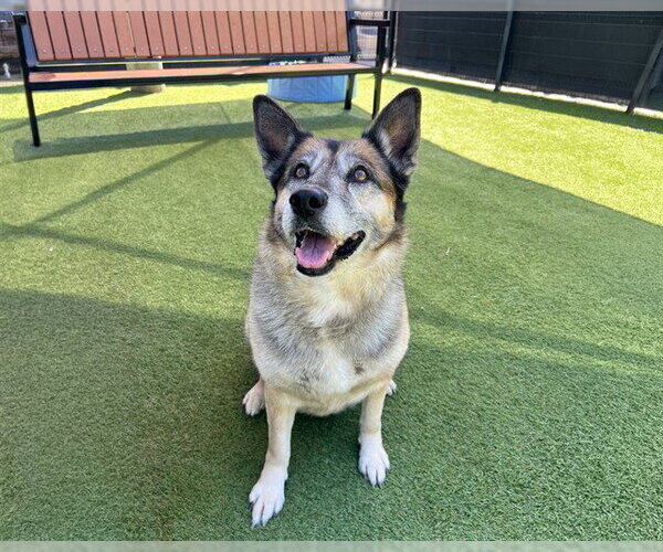 Medium Photo #3 German Shepherd Dog Puppy For Sale in Orange, CA, USA