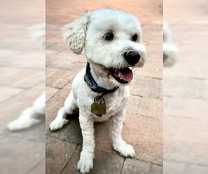 Duffy - Male Maltese-Unknown Mix Dog for Adoption - Photo #3