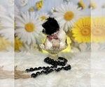 Small #7 ShihPoo