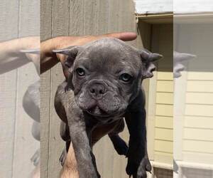 French Bulldog Puppy for sale in HI VISTA, CA, USA