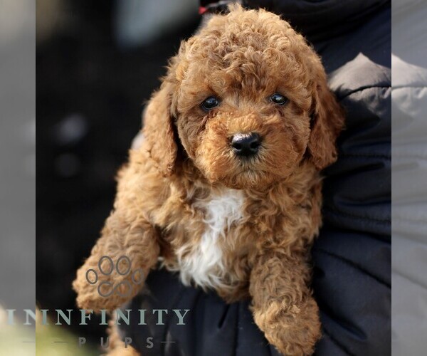Medium Photo #4 Goldendoodle (Miniature) Puppy For Sale in EPHRATA, PA, USA