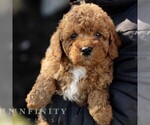 Small #3 Goldendoodle (Miniature)