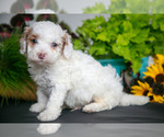 Puppy Tatum Cavapoo