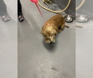 - Mix Dogs for adoption in Fremont, CA, USA