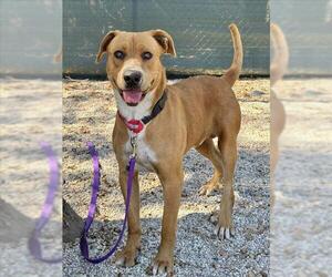 Labrador Retriever-Unknown Mix Dogs for adoption in Santa Barbara, CA, USA