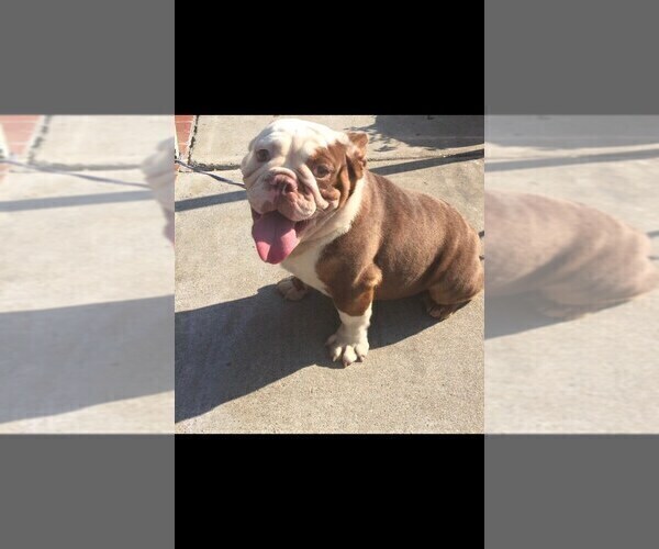 Medium Photo #1 English Bulldog Puppy For Sale in LOS GATOS, CA, USA