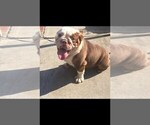Small Photo #1 English Bulldog Puppy For Sale in LOS GATOS, CA, USA