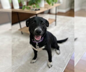 Dachshund Dogs for adoption in Holly Springs, NC, USA