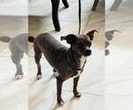 Small Photo #1  Puppy For Sale in , 