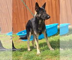 Small #1 German Shepherd Dog