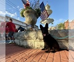 Small #1 German Shepherd Dog