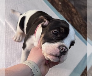 Olde English Bulldogge Puppy for sale in ROANOKE, VA, USA