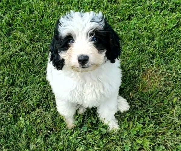 Medium Photo #11 Bernedoodle (Miniature) Puppy For Sale in LEETONIA, OH, USA