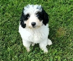 Small #10 Bernedoodle (Miniature)