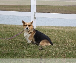 Mother of the Pembroke Welsh Corgi puppies born on 01/23/2023