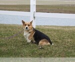 Small Photo #1 Pembroke Welsh Corgi Puppy For Sale in NORTH MANCHESTER, IN, USA