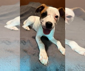 Miller - Male Boxer Dog for Adoption - Photo #5