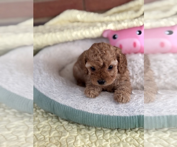 Medium Photo #11 Cavapoo-Poodle (Toy) Mix Puppy For Sale in PENSACOLA, FL, USA