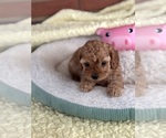 Small Photo #11 Cavapoo-Poodle (Toy) Mix Puppy For Sale in PENSACOLA, FL, USA
