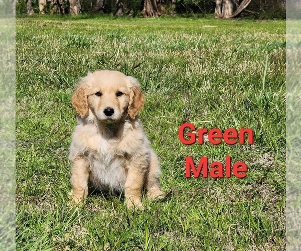 Medium Photo #35 Goldendoodle Puppy For Sale in CLARKSVILLE, TX, USA