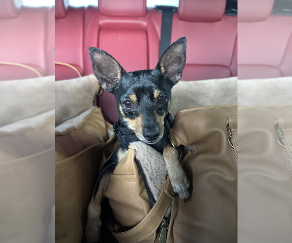 Medium Photo #1 Miniature Pinscher-Unknown Mix Puppy For Sale in Brewster, NY, USA