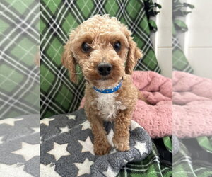 Poodle (Miniature) Dogs for adoption in Pacolet, SC, USA