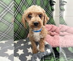 Small Poodle (Miniature)