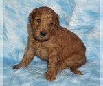Image preview for Ad Listing. Nickname: red 3