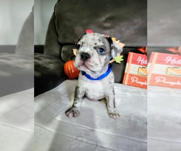 Medium Photo #1 French Bulldog Puppy For Sale in PASCO, WA, USA