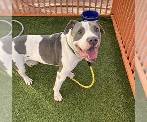 Mutt Dogs for adoption in Las Vegas, NV, USA