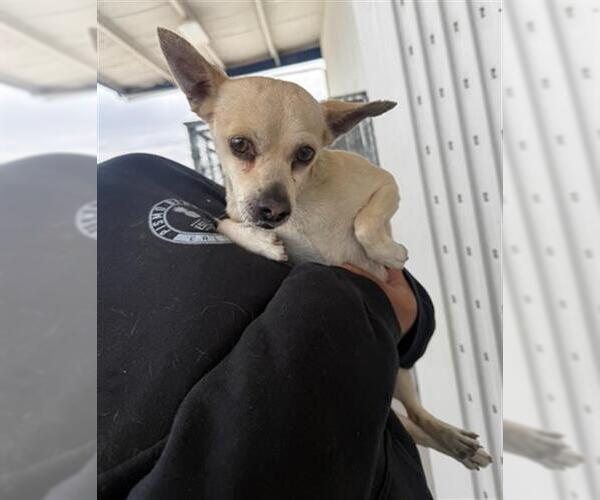 Medium Photo #1 Chihuahua Puppy For Sale in Bakersfield, CA, USA