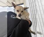 Small Chihuahua