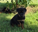 Small Photo #4 Rottweiler Puppy For Sale in JURUPA VALLEY, CA, USA