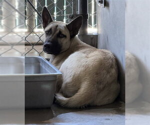 German Shepherd Dog-Unknown Mix Dogs for adoption in San Bernardino, CA, USA