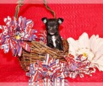 Puppy Sullivan Chihuahua